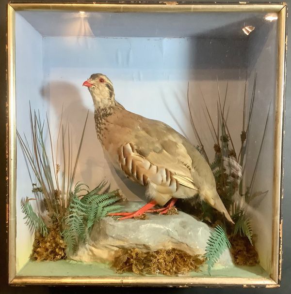A Red Legged Partridge attributed to H Shaw of Shrewsbury