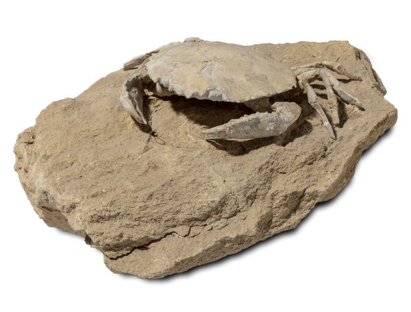 A fossilised crab specimen