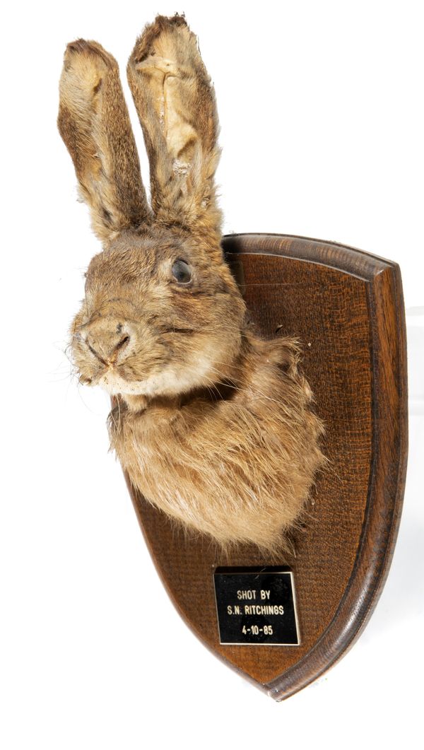 A Hare trophy on shield