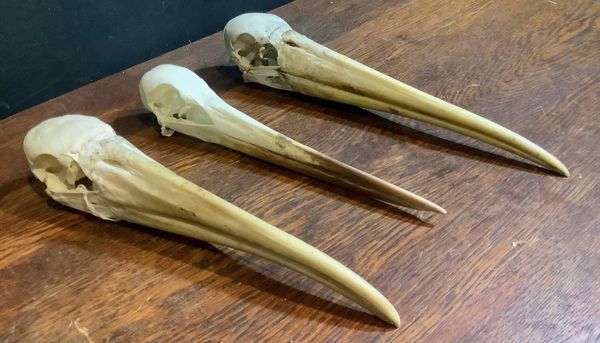 Three skulls: Yellow Stork, Wood Stork and Black Stork