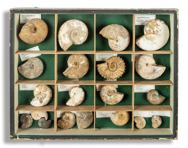 A collection of small ammonites in antique display case