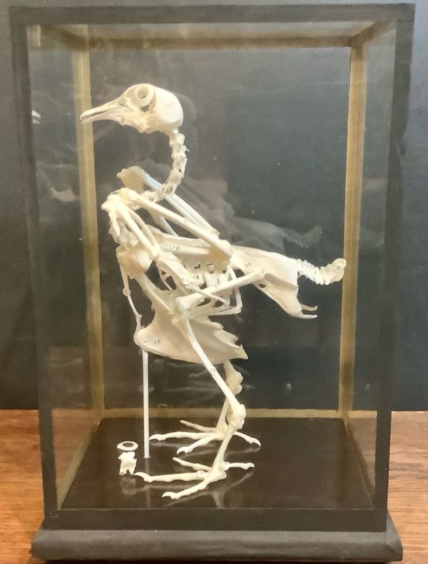 A Pigeon skeleton in glass