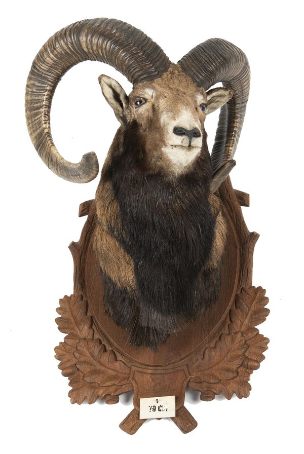 A Mouflon trophy