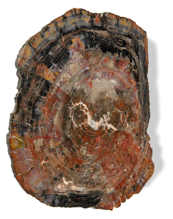 A large fossil wood slice