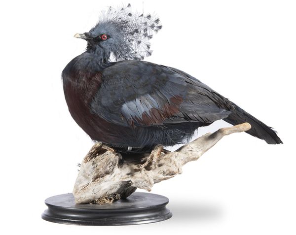 A freestanding New Guineau crowned pigeon