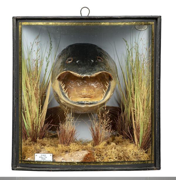 A cased pike head trophy