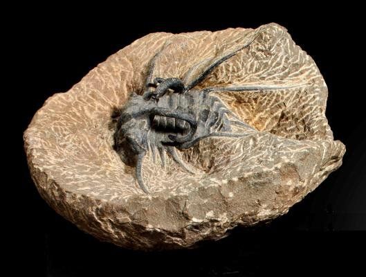 A Ceratarges zirgensis spp. trilobite Morocco, Devonian overall 13cm