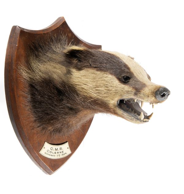 A badger trophy on shield