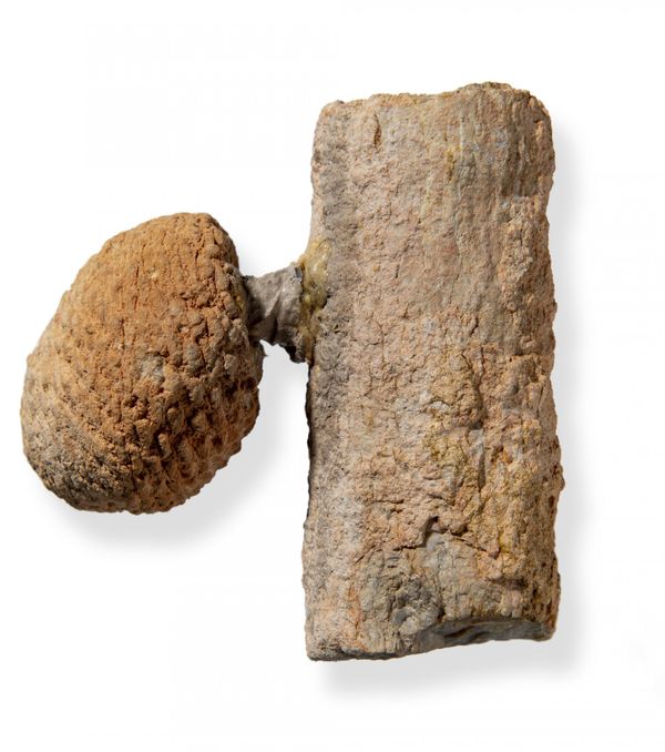 An Araucaria fossil branch