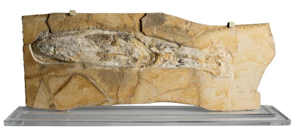 A very large fossilised squid