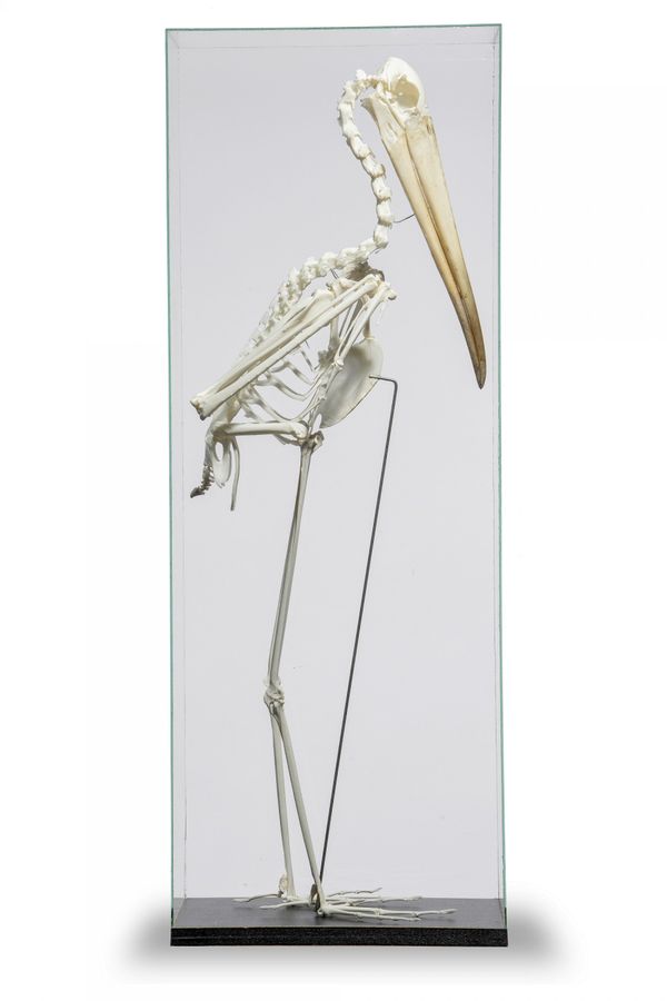 An African yellow billed stork skeleton