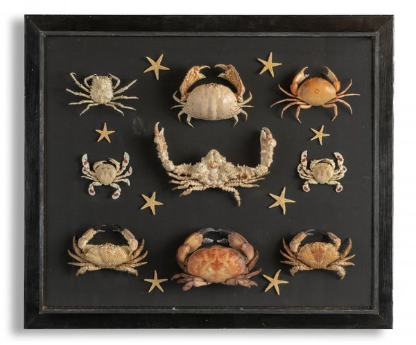 A wall display of crabs and starfish