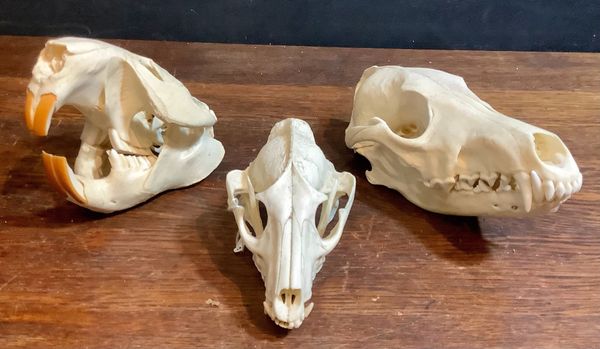 Three skulls: Beaver, Racoon and Coyote