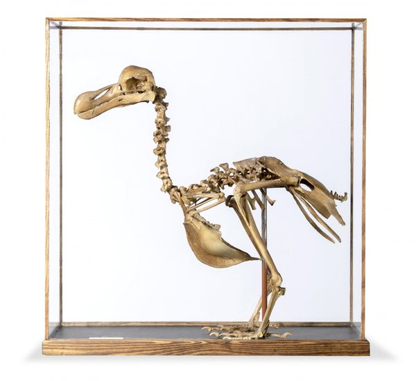 A replica Dodo skeleton