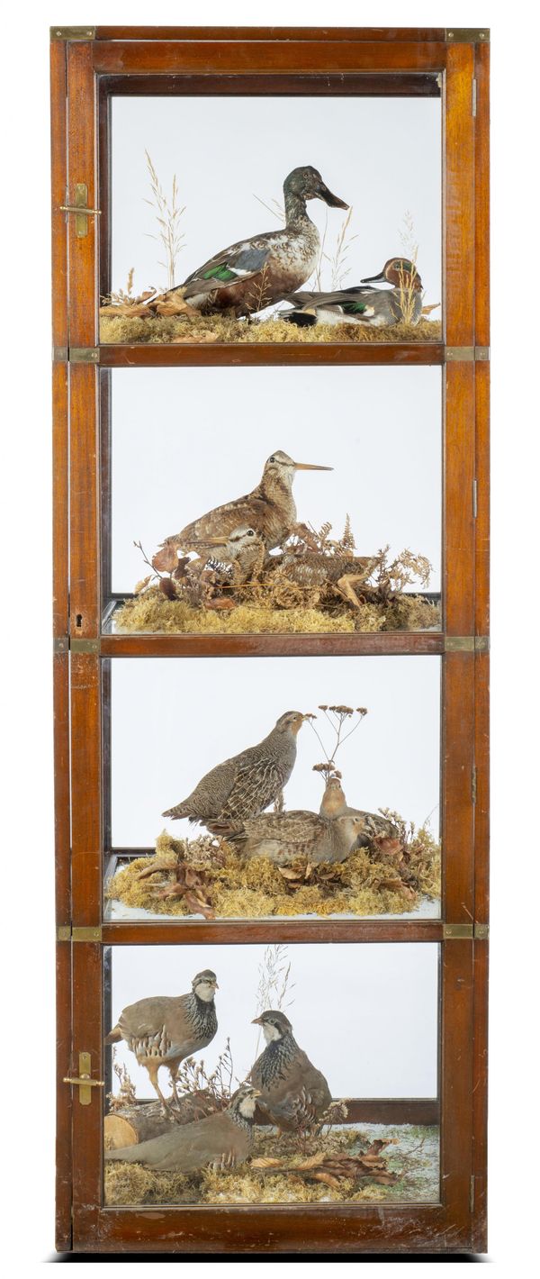 An unusual display case of British Gamebirds