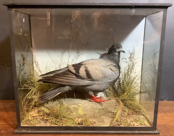 Stock Dove in Victorian glass case