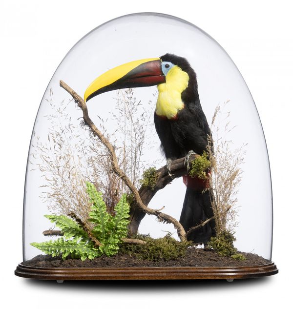 A Swainsons Toucan