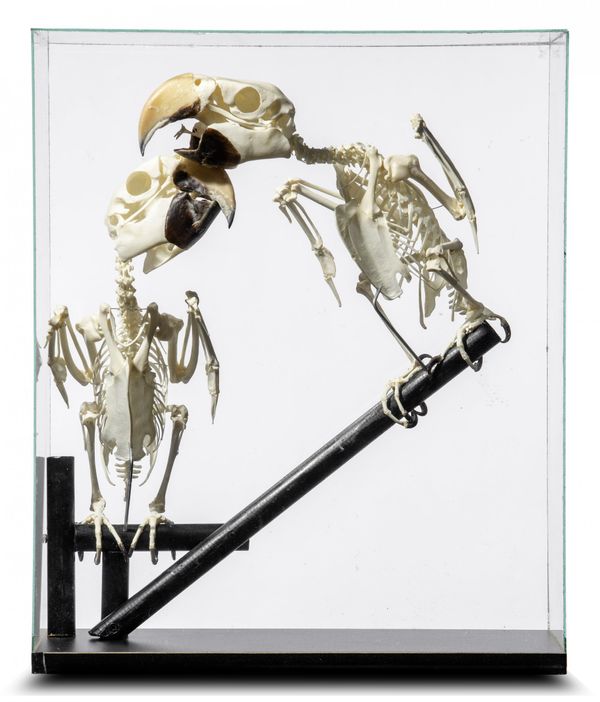 Two Green Winged Macaw skeletons