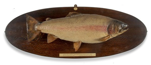 A rainbow trout trophy