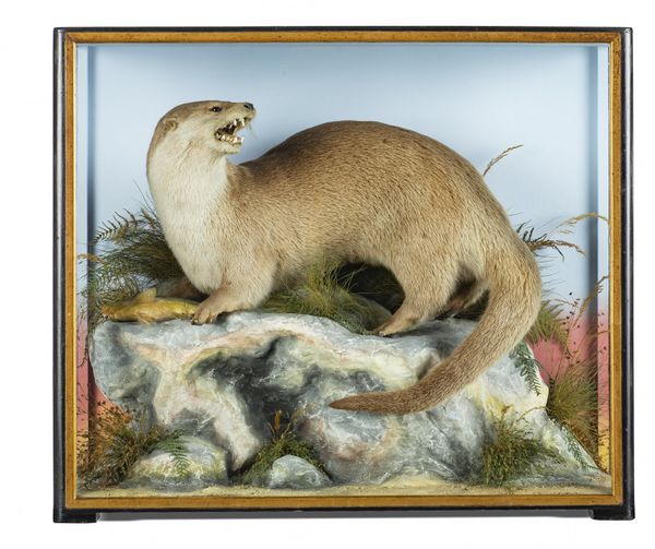 Hutchings of Aberystwyth: An Otter