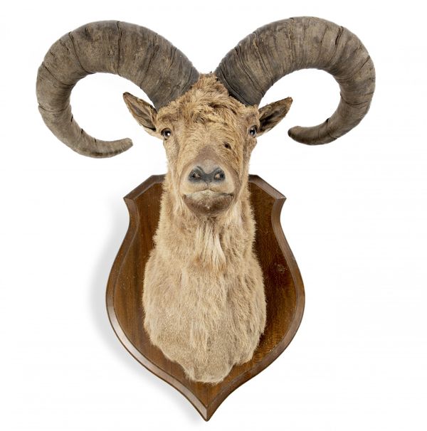 A Western Caucasian Tur trophy on shield