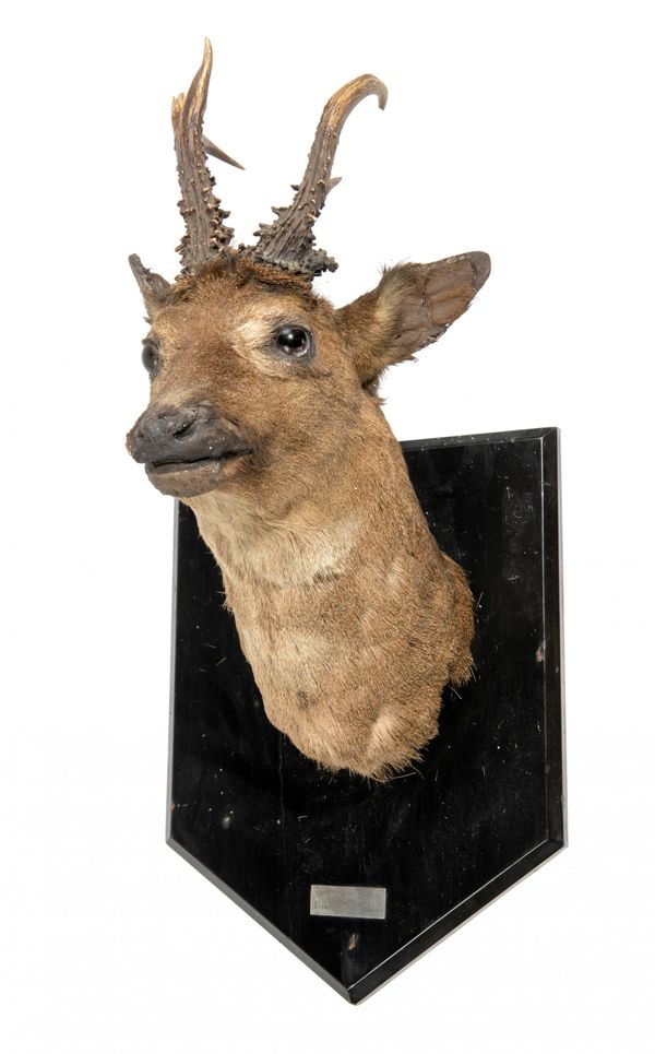 A Roe Deer trophy on shield