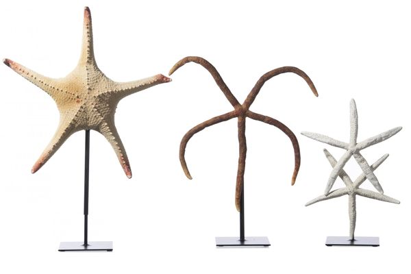 A set of three mounted starfish