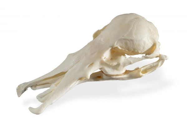 A Platypus skull