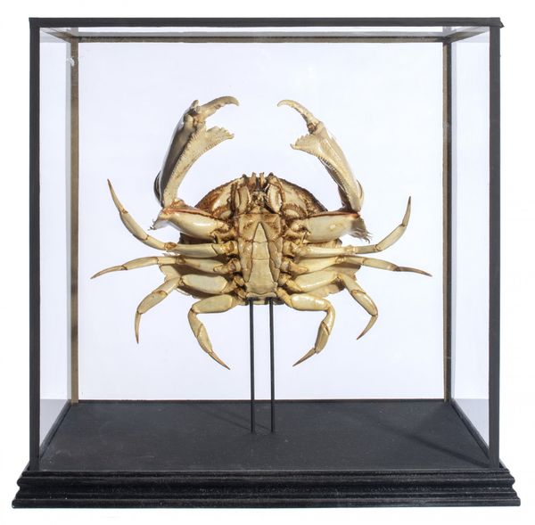 A Crab in display case
