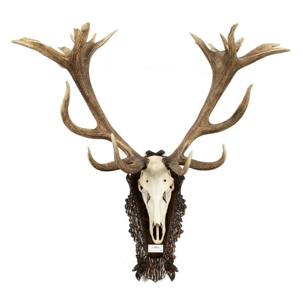 A  very large set of Red Deer antlers on shield