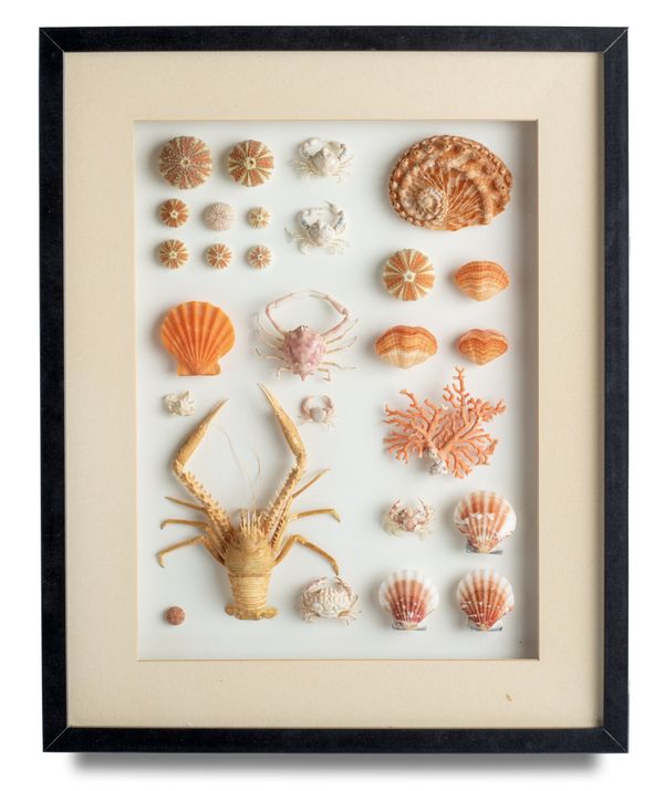 A framed display of crustaceans