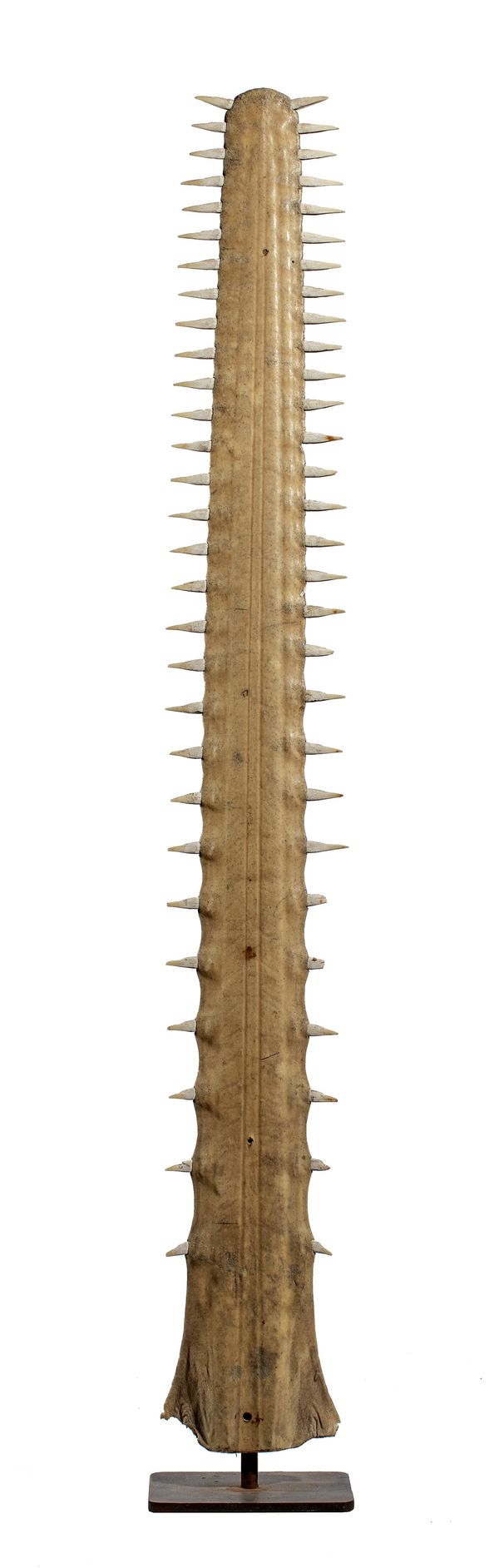 A long sawfish rostrum ***WAITING FOR A10****