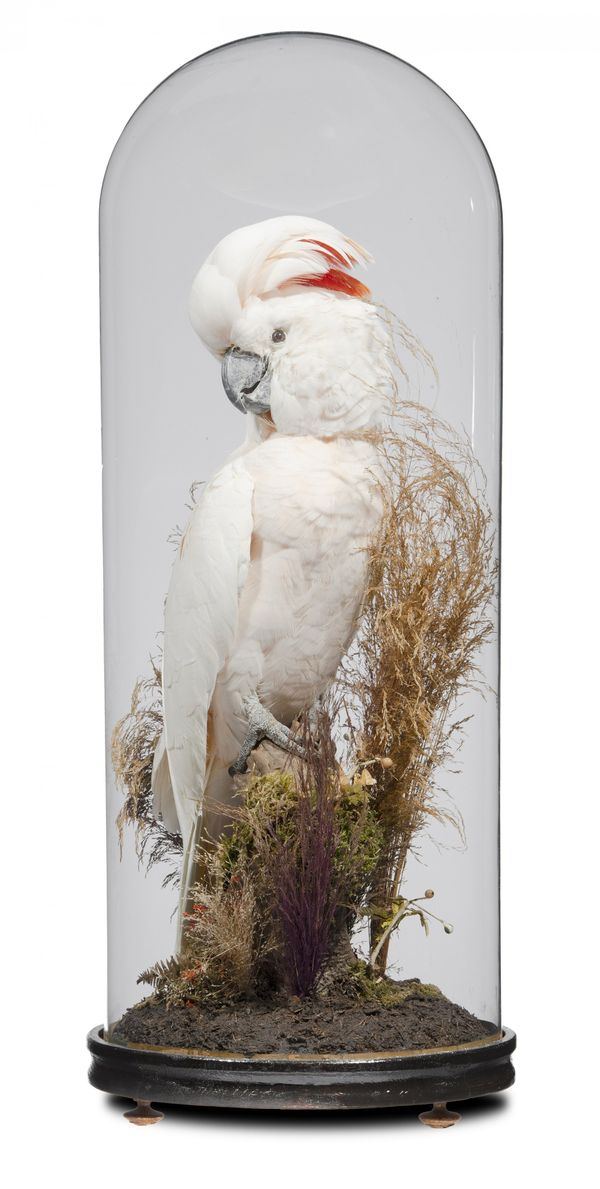 A Moluccan Cockatoo