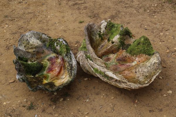 A near pair of giant clam shells