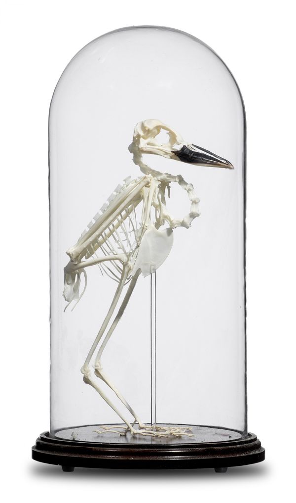 A Boat Billed Heron skeleton