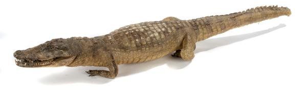 A full mount crocodile