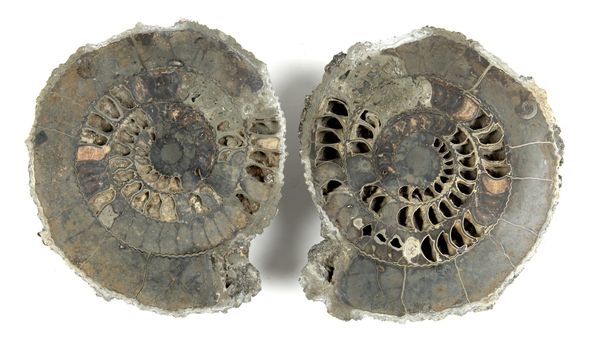 A pair of fools gold ammonite halves