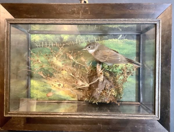 A Whitethroat in wall case attributed to A J Armitstead