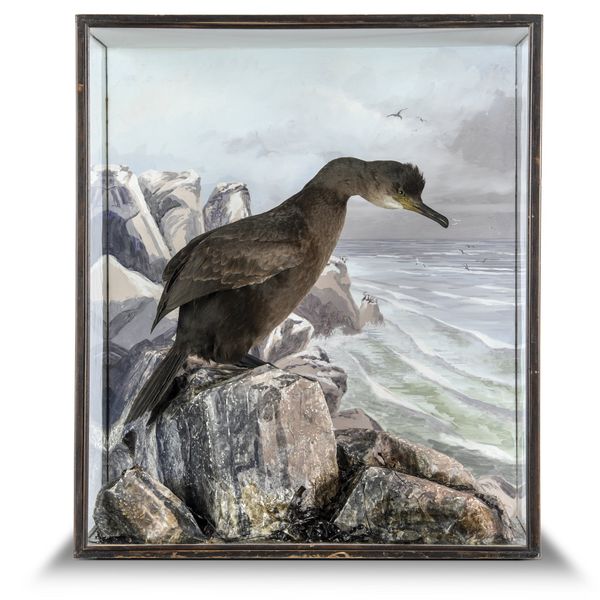 A Shag by Peter Spicer