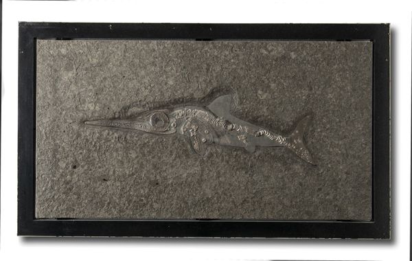 ‡A juvenile Ichthyosaur fossil