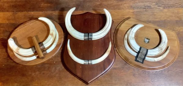 A set of three tusks on plaques