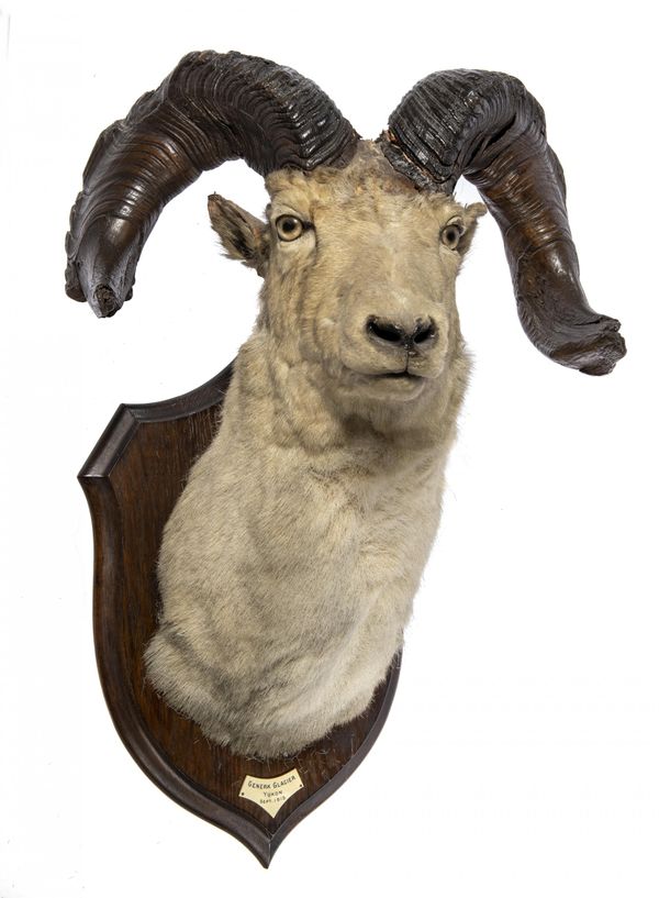 Rowland Ward: A big Horn Sheep trophy