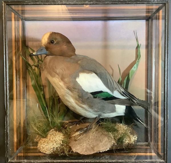A Widgeon Duck in wall case attributed to A J Armitstead