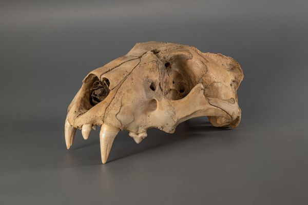 A very rare Cave Lion (panthera spelaea) skull