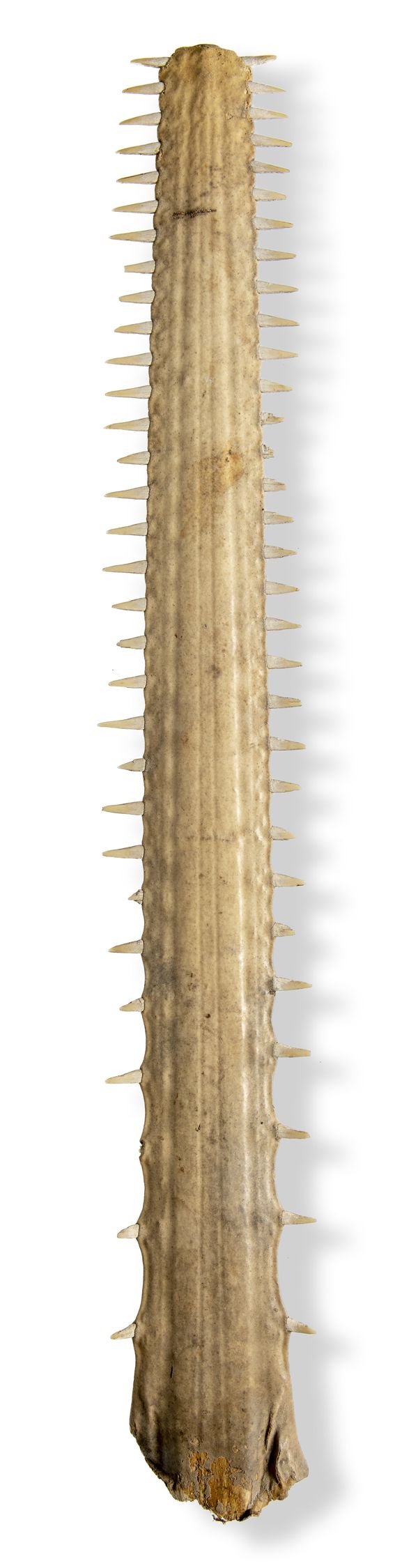 A sawfish rostrum ***WAITING FOR A10****