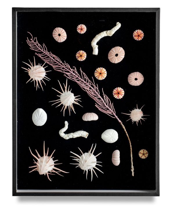 A framed display of crustaceans