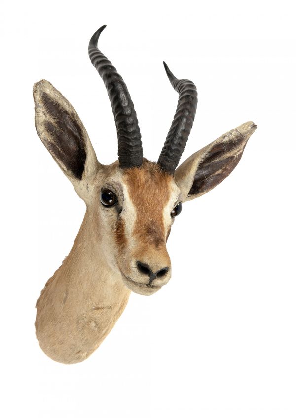 Rowland Ward: A pair of Thompsons Gazelle heads