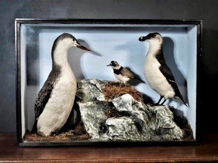 Three sea birds in Victorian glass case including Razorbill and Diver