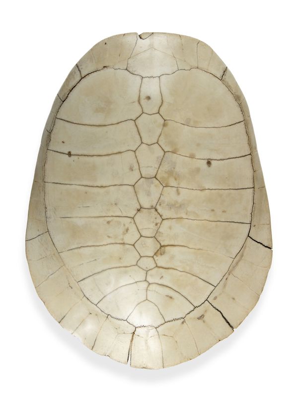 An Amazonian River Turtle shell