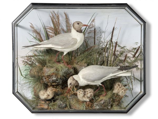 Henry Ward: A Black Headed Gull case